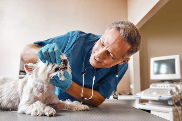 Best Emergency Dental Extractions in Braidwood, IL